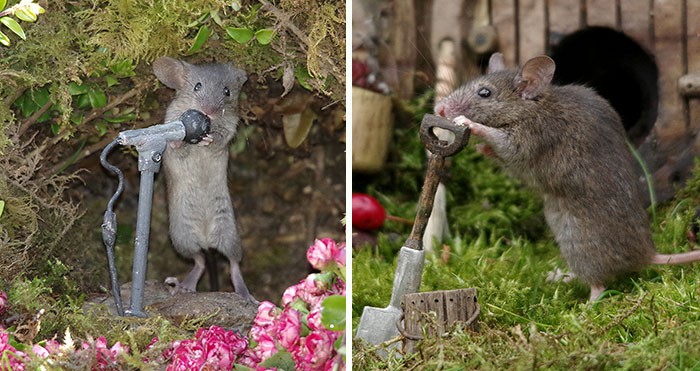 Mężczyzna zbudował mały świat w ogrodzie, w którym myszy mogą żyć, a one dobrze się bawią!