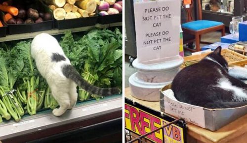 30 uroczych zdjęć kotów, które czują się władcami sklepów!
