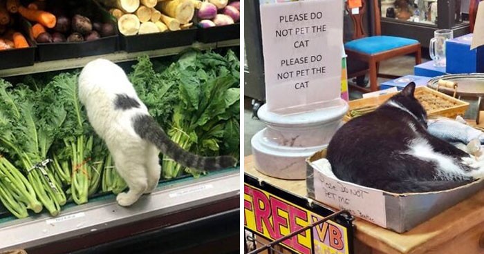 30 uroczych zdjęć kotów, które czują się władcami sklepów!
