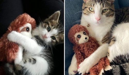 15 zdjęć zwierząt, które mogą cię ogrzać jak ciepły kocyk!