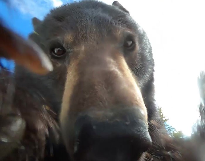 Myśliwy znalazł zgubioną kamerę wypełnioną materiałem nakręconym przez niedźwiedzia!