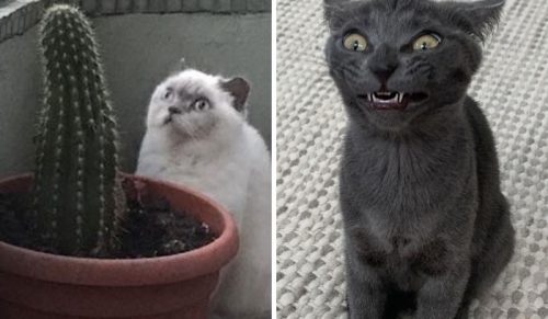 30 kotów, które zachowały się tak dziwnie, że ludzie spytali: „Co jest nie tak z twoim kotem”?