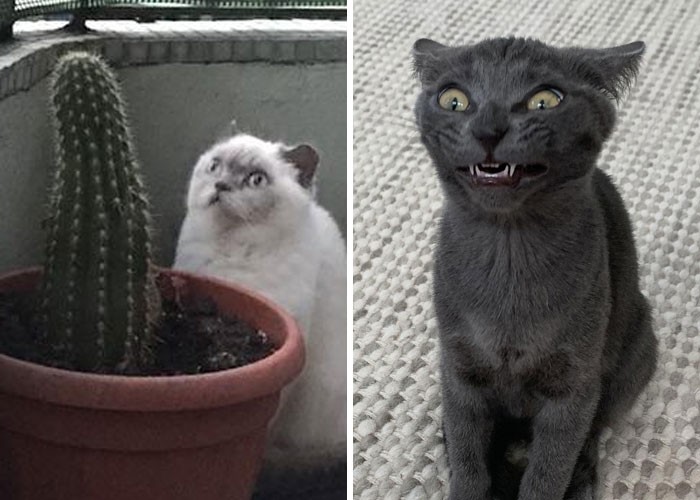 30 kotów, które zachowały się tak dziwnie, że ludzie spytali: „Co jest nie tak z twoim kotem”?