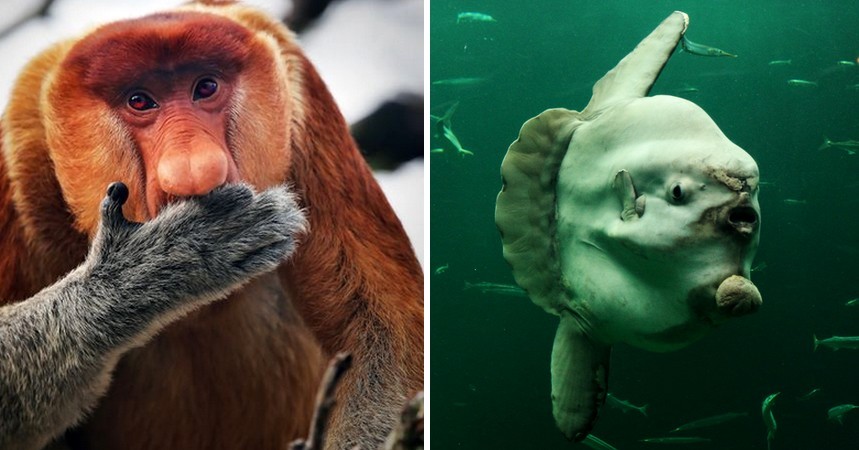 21 zwierząt o dziwnych cechach, które sprawiają, że wyglądają jak kosmici na Ziemi!