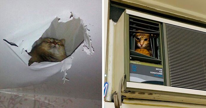 30 najśmieszniejszych zdjęć kotów obserwujących ludzi z góry!