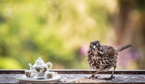Fotograf urządza magiczne przyjęcia herbaciane dla zwierzaków!