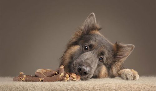 Fotografka chciała zobaczyć, jak zareagują psy, gdy dostaną smakołyki i zrobiła tę serię zdjęć!