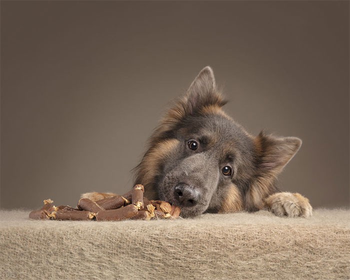 Fotografka chciała zobaczyć, jak zareagują psy, gdy dostaną smakołyki i zrobiła tę serię zdjęć!