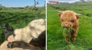 30 uroczych krów, które poprawią twój nastrój!