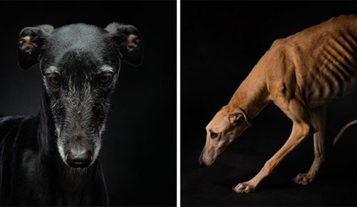 Fotograf przedstawia porzucone psy myśliwskie w Hiszpanii i opowiada ich historię za pomocą zdjęć!