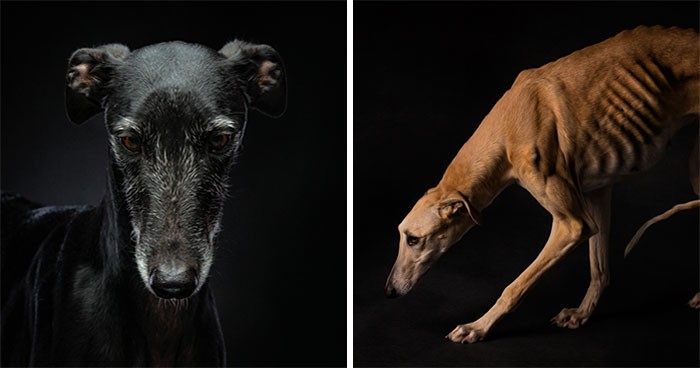 Fotograf przedstawia porzucone psy myśliwskie w Hiszpanii i opowiada ich historię za pomocą zdjęć!