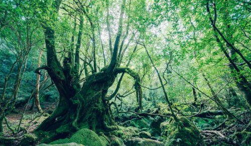 Fotograf odwiedził starożytny las Shiratani Unsuikyo w Japonii, a oto 15 zdjęć, które tam zrobił!