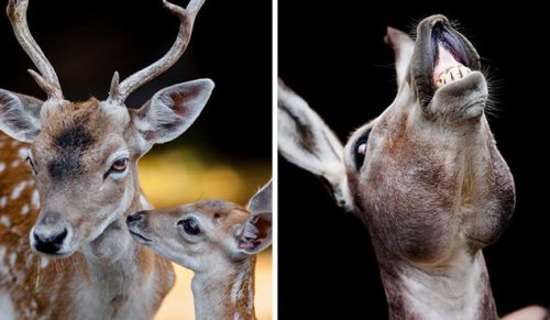 Oto 20 zdjęć, które pokazują, jak cenne są zwierzęta!