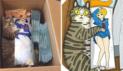 30 najzabawniejszych zdjęć kotów w Internecie, zilustrowanych przez Tactooncat!