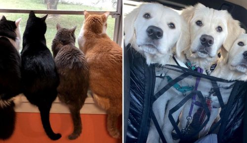 23 przyjaźnie między zwierzętami, którym przeznaczone jest spędzić razem całe życie!