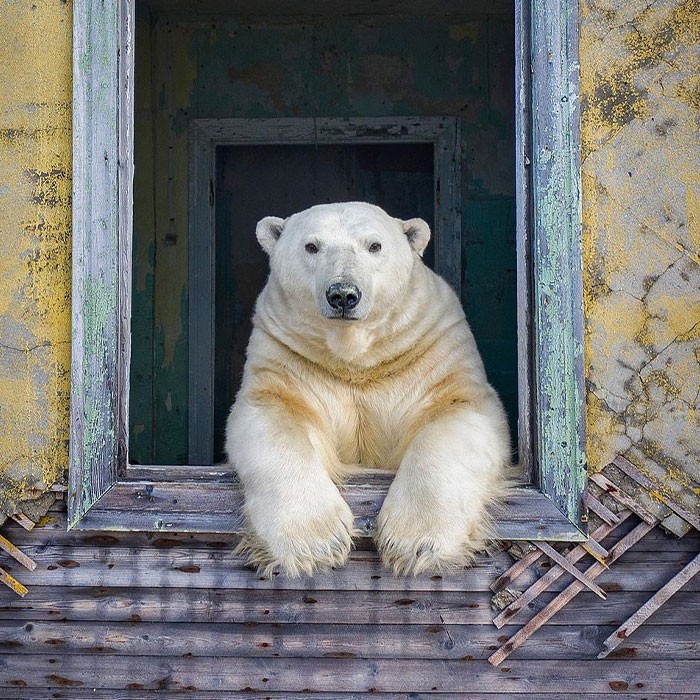 Rosyjski fotograf dzikiej przyrody robi zdjęcia niedźwiedziom polarnym na opuszczonej stacji pogodowej!