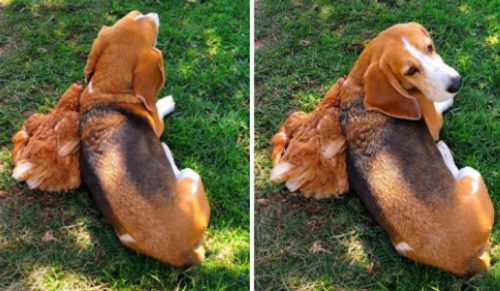 16 zdjęć udowadniających, że zwierzęta mogą zaprzyjaźnić się ze wszystkimi!