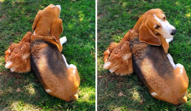 16 zdjęć udowadniających, że zwierzęta mogą zaprzyjaźnić się ze wszystkimi!
