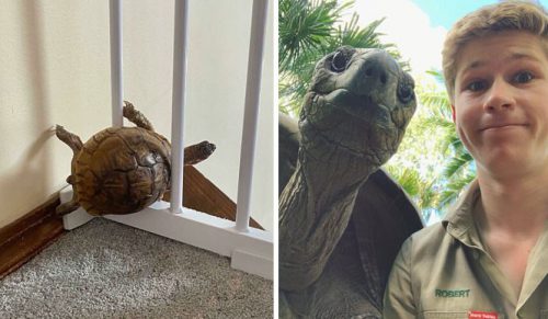 30 zdjęć żółwi, które pokazują jak śmieszne i urocze są te zwierzaki!