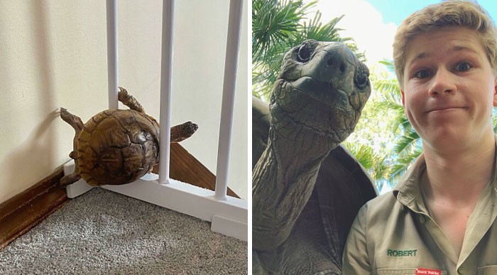 30 zdjęć żółwi, które pokazują jak śmieszne i urocze są te zwierzaki!