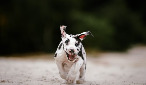 30 najlepszych zdjęć zrobionych przez fotografkę psów!