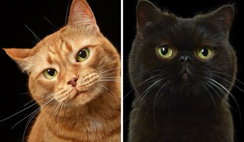 Fotografowie próbowali uchwycić osobowość każdego zwierzaka z teatru kotów!