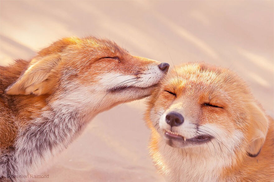 29 zdjęć lisów pokazujących miłość może być tym, czego potrzebujesz na Walentynki!