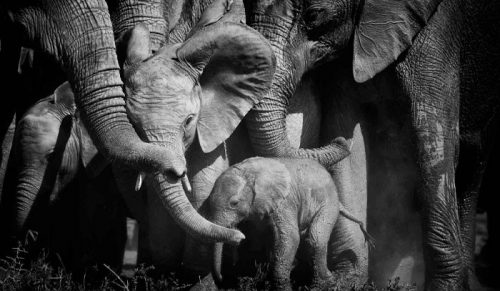 Fotograf spędził niezliczone godziny ze słoniami, a oto 25 jego ulubionych zdjęć!
