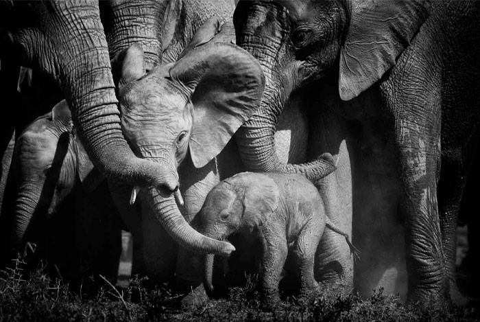 Fotograf spędził niezliczone godziny ze słoniami, a oto 25 jego ulubionych zdjęć!