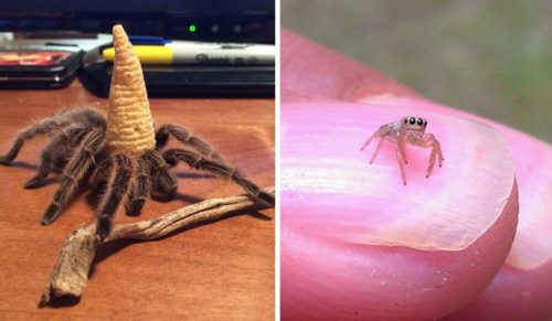 30 najbardziej uroczych zdjęć pająków, które Internet ma do zaoferowania!