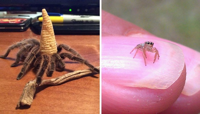 30 najbardziej uroczych zdjęć pająków, które Internet ma do zaoferowania!