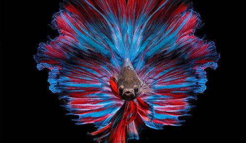 Fotograf zrobił zdjęcia rybom bojownikom we wszystkich rodzajach kolorów i wzorów!