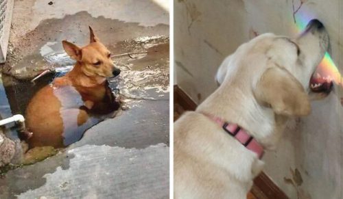 30 zdjęć głupkowatych psów, którymi ludzie musieli się podzielić online!