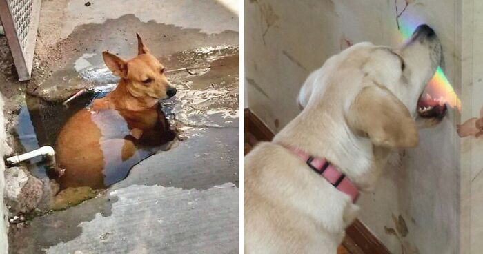 30 zdjęć głupkowatych psów, którymi ludzie musieli się podzielić online!