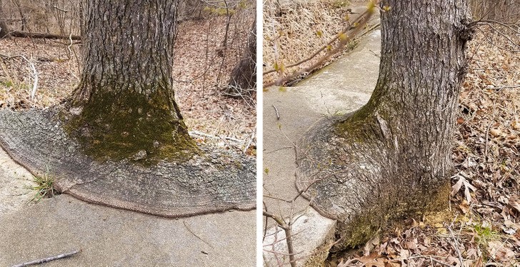 19 zdjęć pokazujących, że natura ma zabawną stronę!