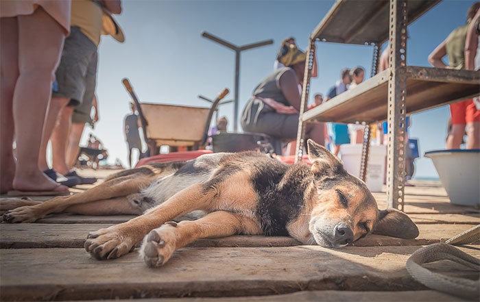 28 zdjęć bezpańskich psów, które ten fotograf spotkał na Wyspach Zielonego Przylądka!