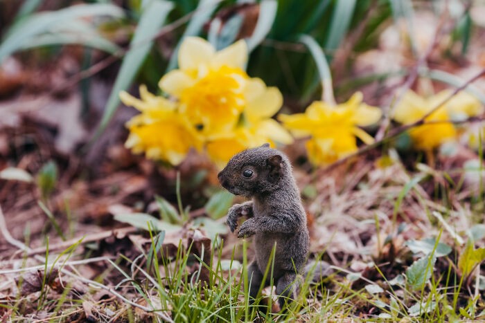 Fotografka znalazła 5-tygodniową wiewiórkę i postanowiła dać jej chwilę sławy!