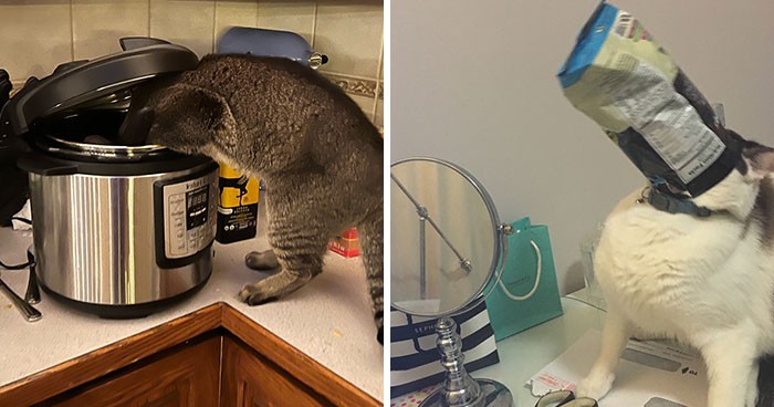 30 najlepszych zdjęć zwierząt próbujących ukraść jedzenie!