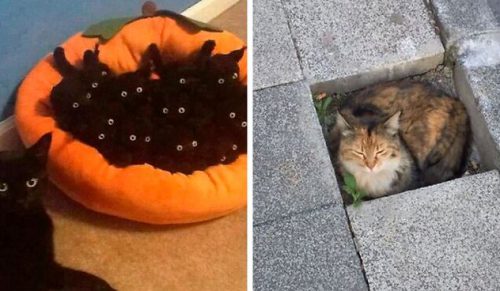 30 kotów, które zachowywały się tak dziwnie, że ich zdjęcia trafiły na Twittera!