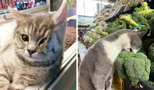 30 zdjęć kotów w małych sklepach, które wyglądają, jakby były właścicielami tych miejsc!