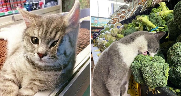 30 zdjęć kotów w małych sklepach, które wyglądają, jakby były właścicielami tych miejsc!