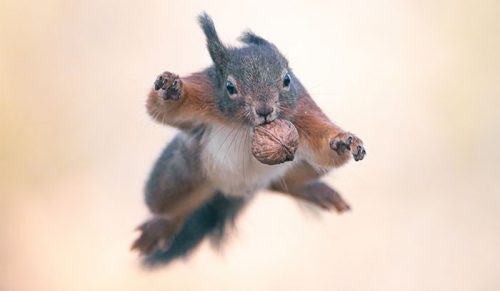 Artysta fotografuje wiewiórki od 6 lat, oto 19 zdjęć pokazujących jak naprawdę są akrobatyczne!