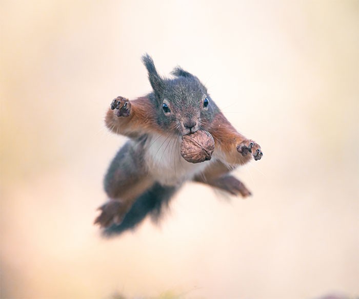 Artysta fotografuje wiewiórki od 6 lat, oto 19 zdjęć pokazujących jak naprawdę są akrobatyczne!
