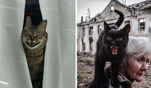 30 zdjęć, na których koty zostały przyłapane na miauczeniu tak głośno, jak to możliwe!