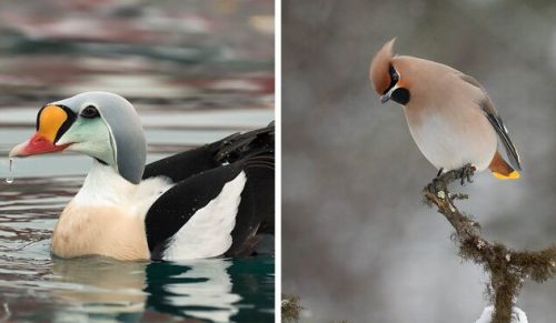 Fotograf przedstawia ptaki Arktyki, które uchwycił podczas podróży po Oceanie Arktycznym!