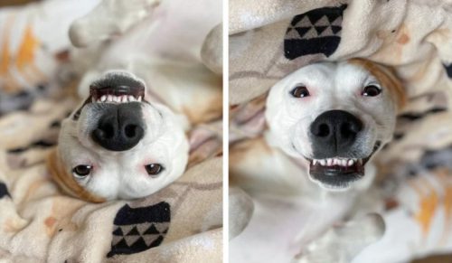 25 zdjęć odwróconych pyszczków psów!