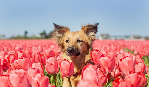 Straumatyzowany pies czuje się szczęśliwy wśród kwiatów, więc właściciel zabiera go na wszystkie pola, jakie może znaleźć!