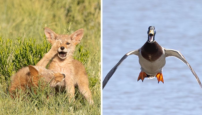 15 najśmieszniejszych zdjęć zgłoszonych do konkursu Comedy Wildlife Photography Awards 2022!