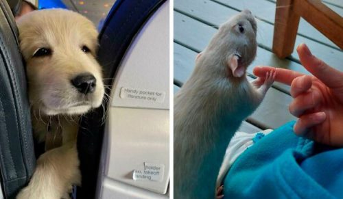30 cudownych zdjęć zwierzaków, które mogą dać ci terapię zwierzęcą!