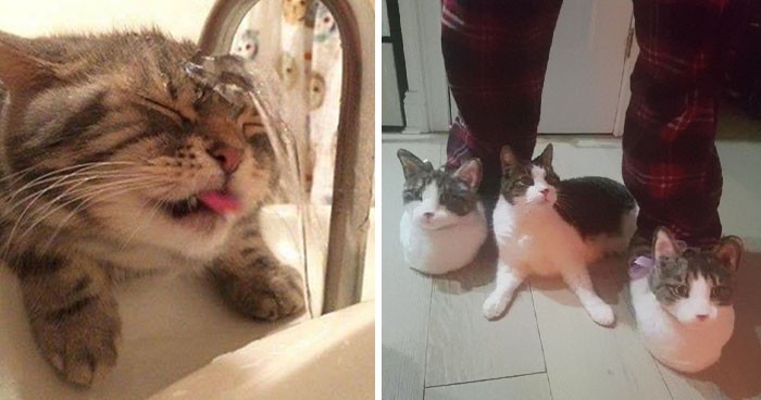 30 nonsensownych zdjęć kotów, które w dziwny sposób mają sens!
